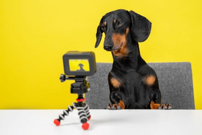 Influencers Pet Como Utiliz Los Em Campanhas Para Seu Pet Shop