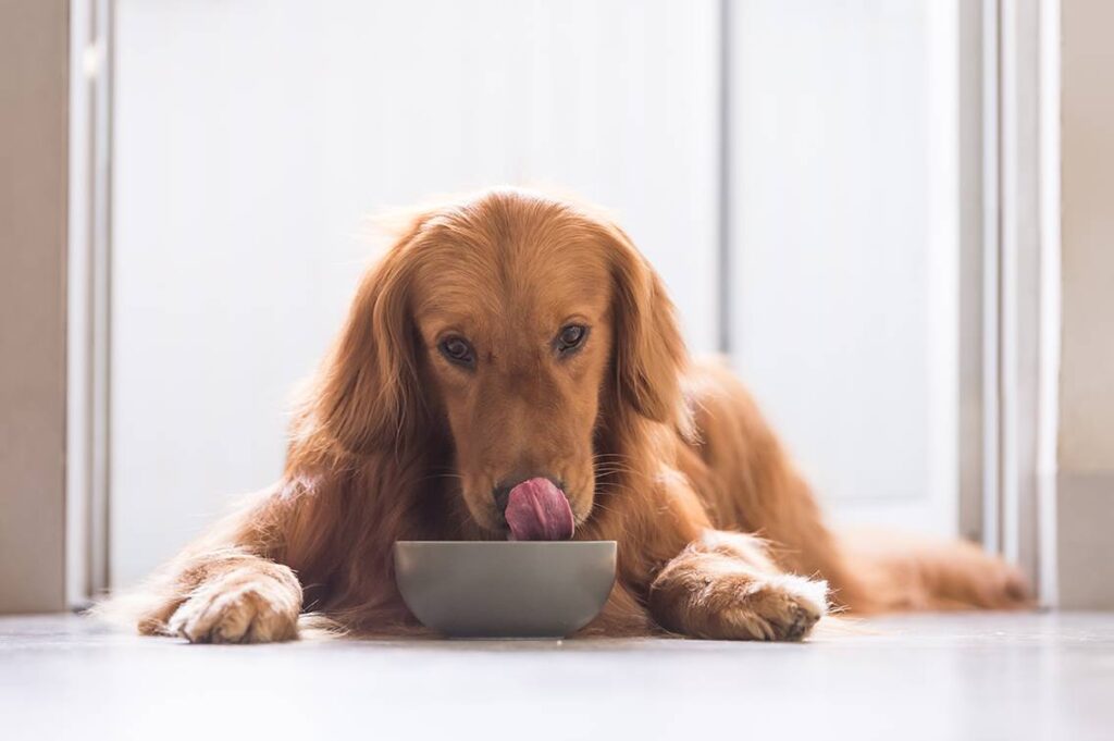cachorro deitado em frente um recipiente de ração