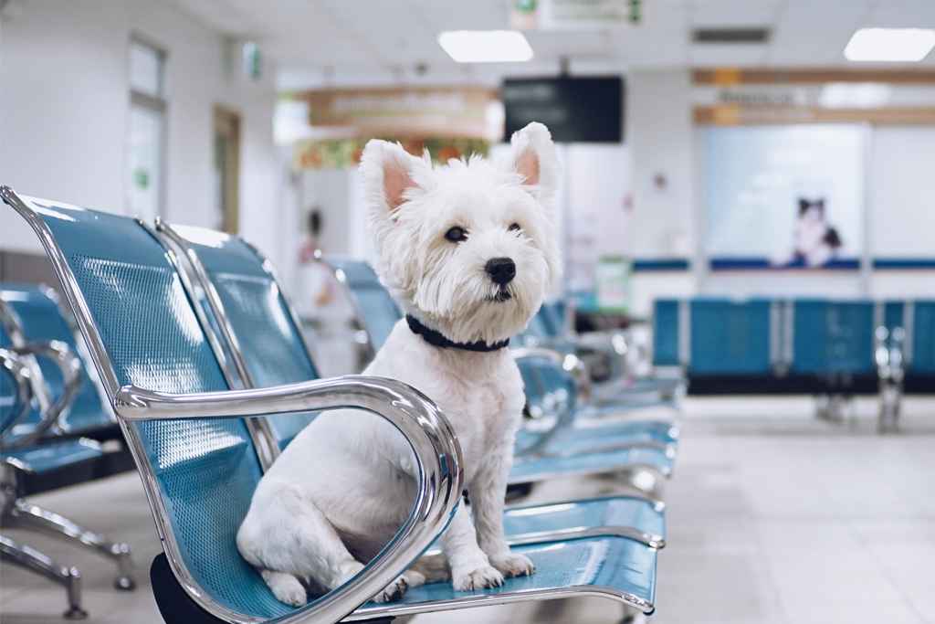 cachorro branco sentado na cadeira de uma clínica veterinária