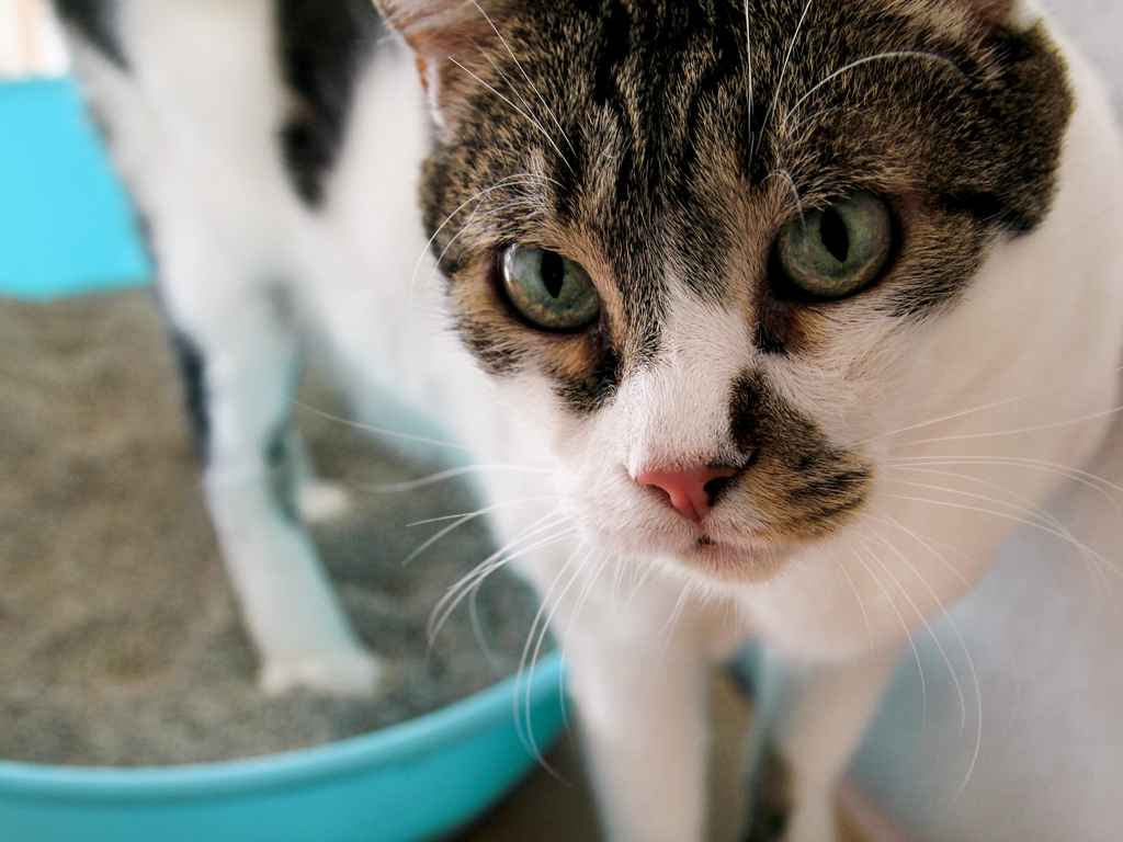 5 dicas importantes sobre caixa de areia para gatos - Blog Pet