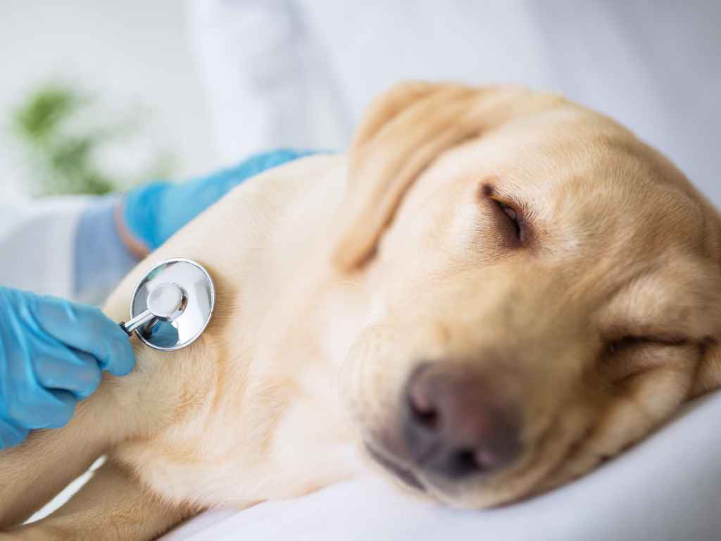 cachorro fazendo tratamento no veterinário