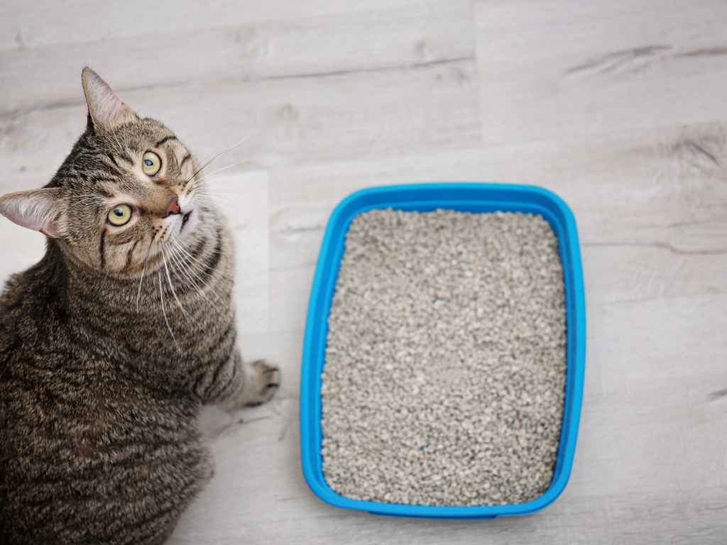 Areia para gato: qual é a melhor opção?