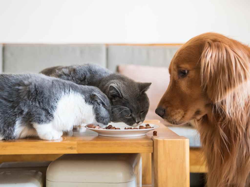 cachorro olhando os dois gatos comendo