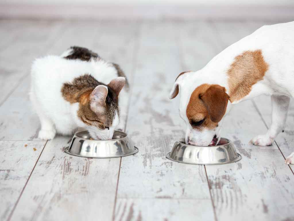gato e cachorro comendo ração juntos