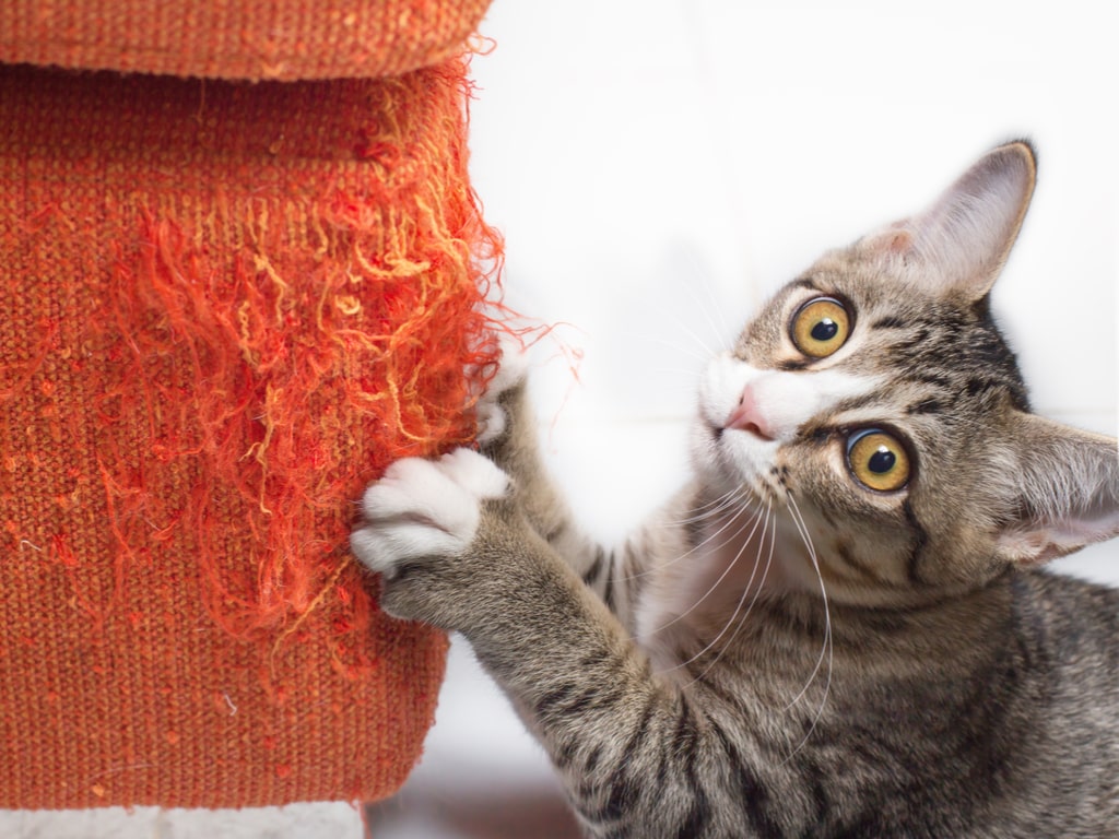 Gato arranhando sofá? Confira dicas para proteger seus móveis - Blog Pet
