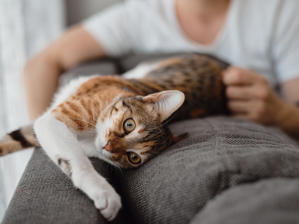 5 benefícios de ter um gato em casa