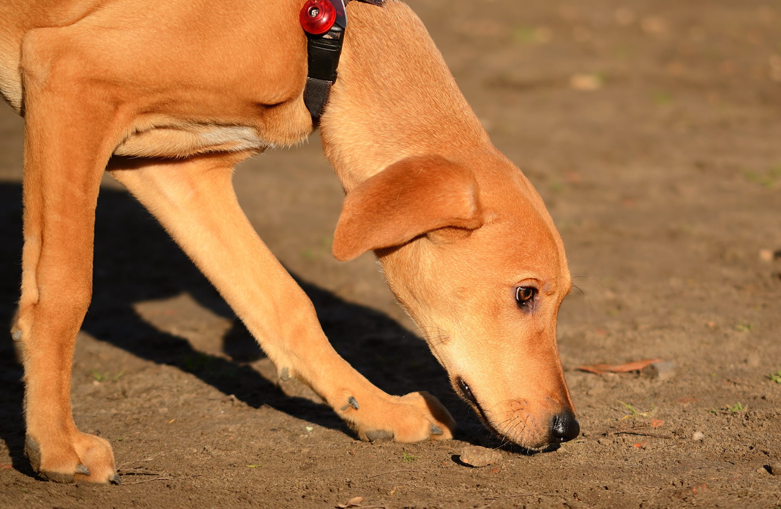 Olfato do cachorro: 4 curiosidades que você precisa conhecer