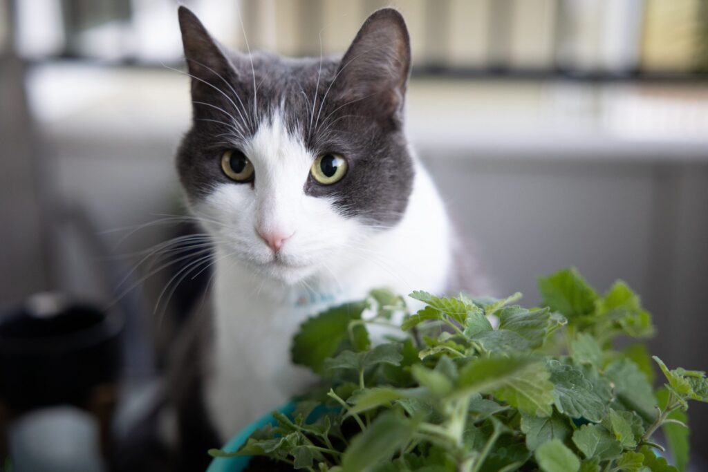 Calmante para gatos: entenda por que e quando dar ao seu pet