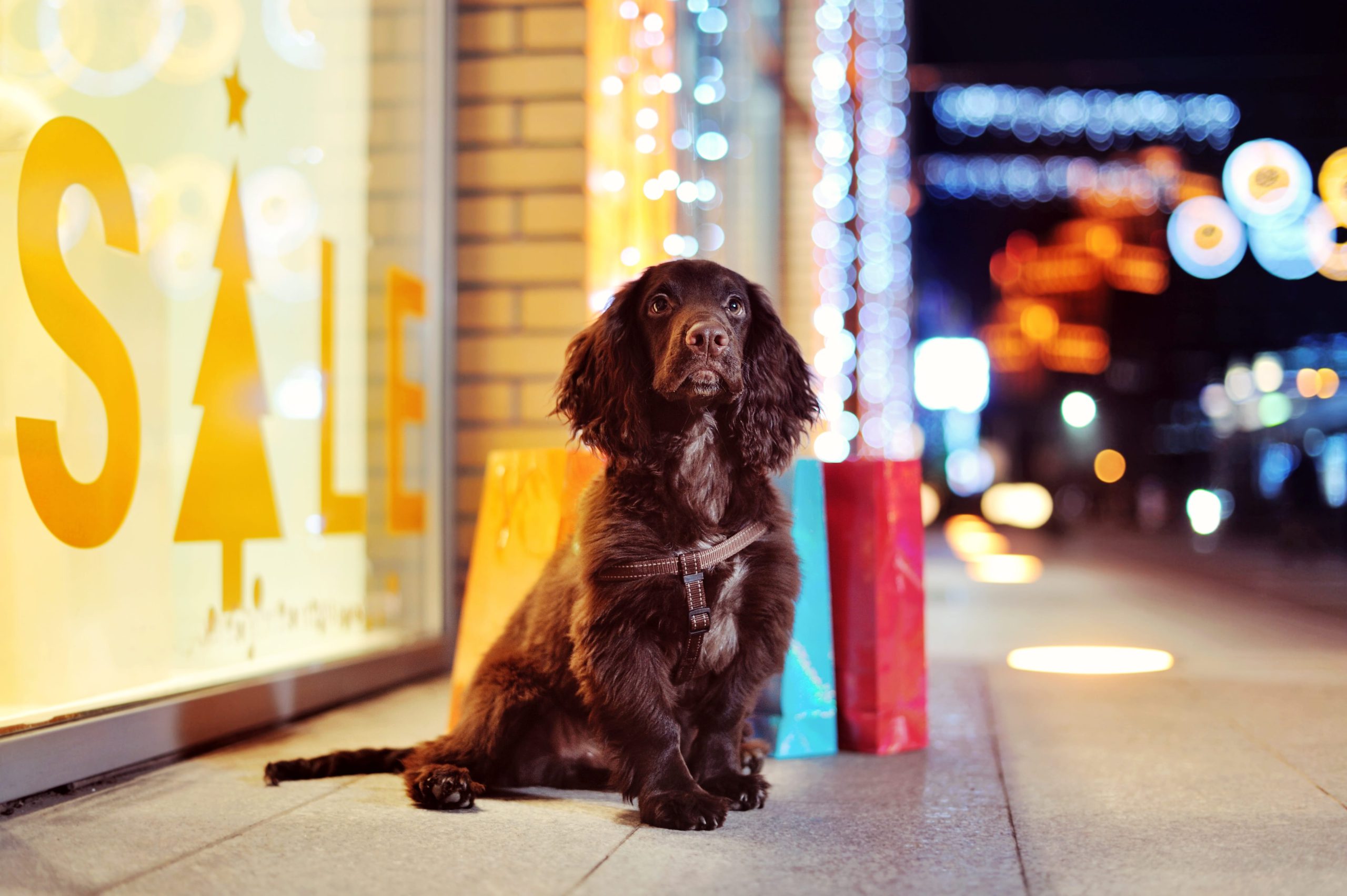 Promoção de fim de ano: como aplicar em seu pet shop?
