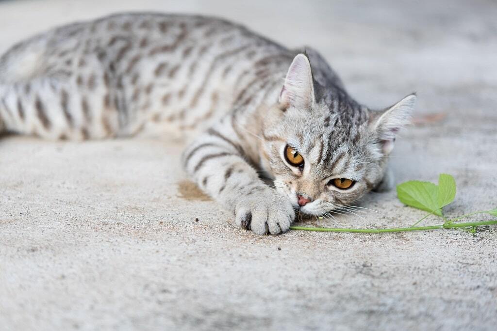 Feromônios para gatos: o que são e para que servem?