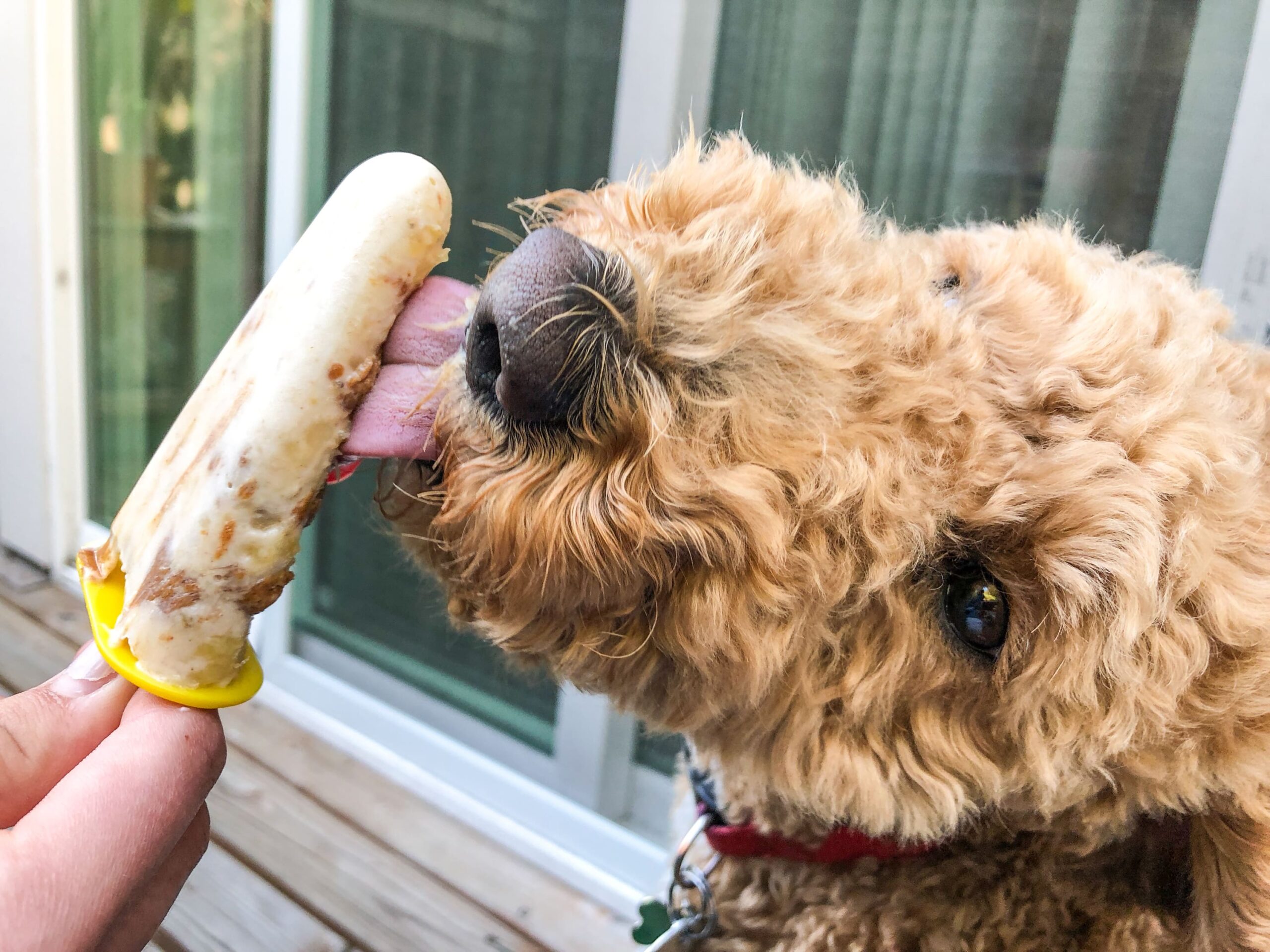 Sorvete para cachorro: veja como refrescar seu pet no verão