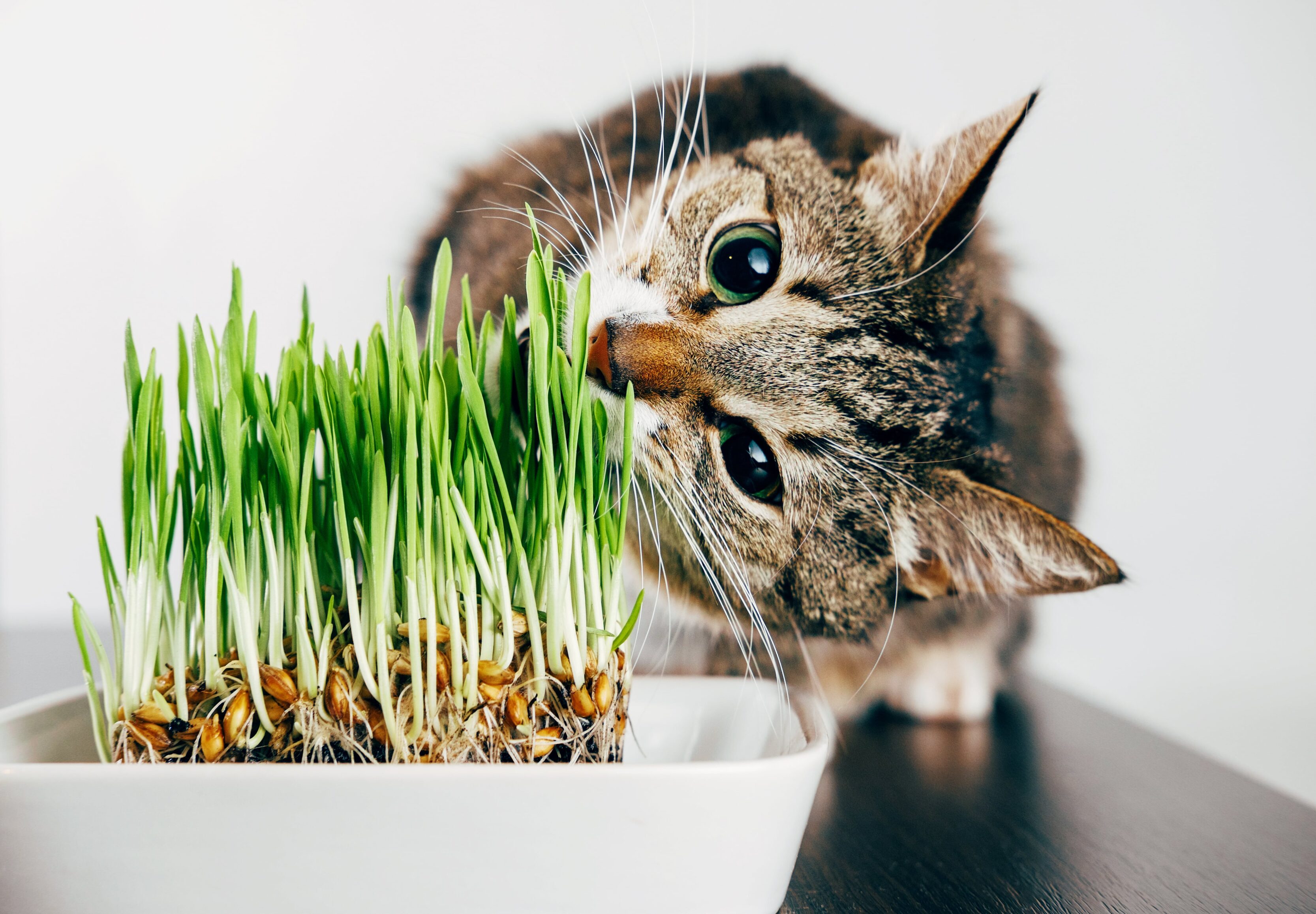 Milho de pipoca para gatos faz bem? Entenda os benefícios