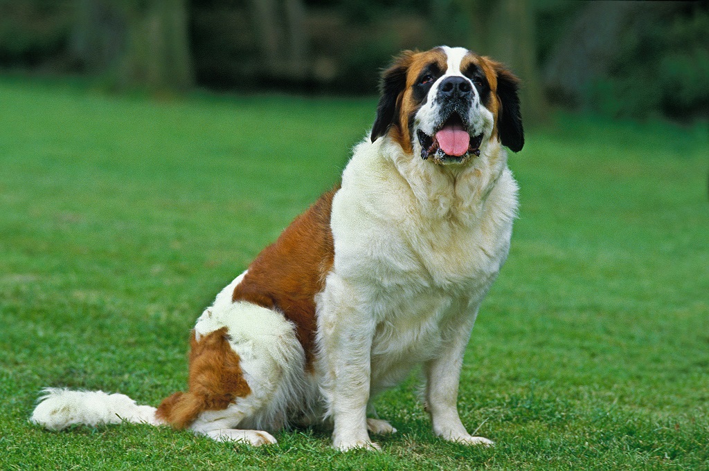 Conheça dez raças de cachorros grandes