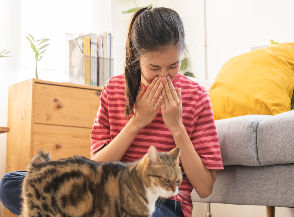 Descobriu que tem alergia a gato? Saiba o que fazer para amenizar os sintomas!