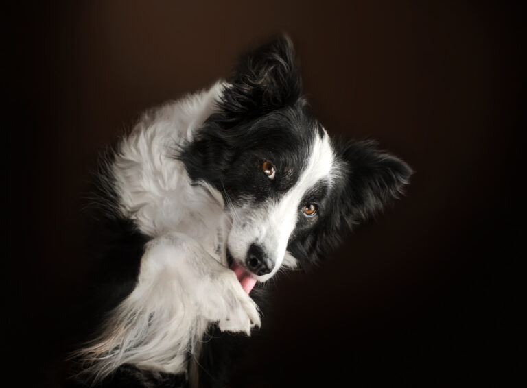Seu cachorro está lambendo as patas? Saiba o que significa