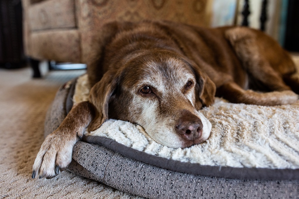 Foto de um cachorro de cor marrom, idoso deitado em sua cama. caminha