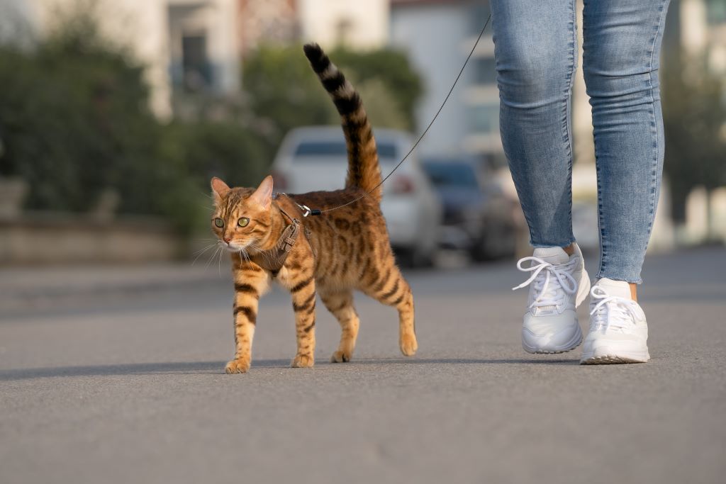 Na foto, um gato, com peitoral e guia andando em uma rua e ao seu lado as pernas de seu tutor com calça jeans e tênis branco.