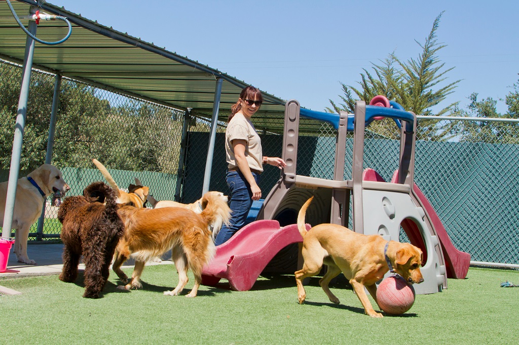Vários cachorros brincando em uma creche junto com a profissional da área.