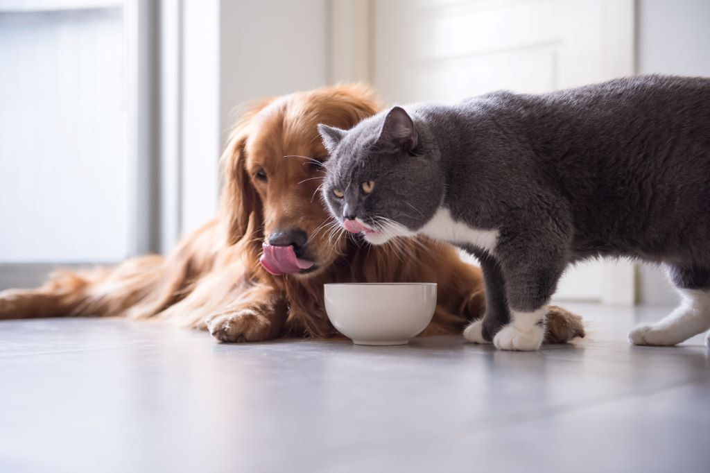 Na foto, um cachorro da raça goldenretriever está ao lado de um gato de porte grande cinza, ambos estão lambendo um pote de ração.