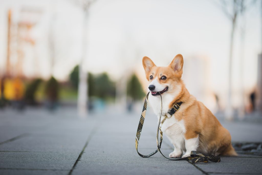 Na foto, um cachorro da raça corgis, segurando uma guia na boca e olhando pra foto, como se estivesse esperando para ir passear.