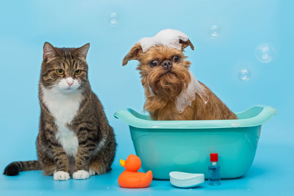 a foto há um fundo azul, em sua frente tem uma banheira pequena, com um cachorro caramelo dentro e espuma em sua cabeça, ao seu lado mas fora da banheira há um gato e ao lado deles tem vários brinquedos