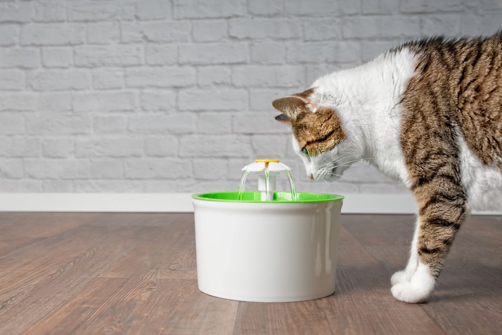 Na foto, um gatinho bebendo água em uma fonte própria para gatos. O gato é malhado em branco e laranja e a fonte tem as cores branca e verde.