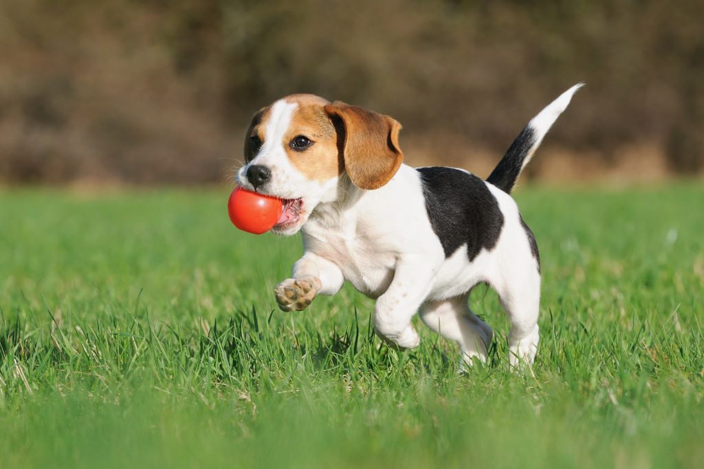 Na imagem, um cachorro da raça Beagle, correndo em um gramado com uma bolinha vermelha em sua boca.