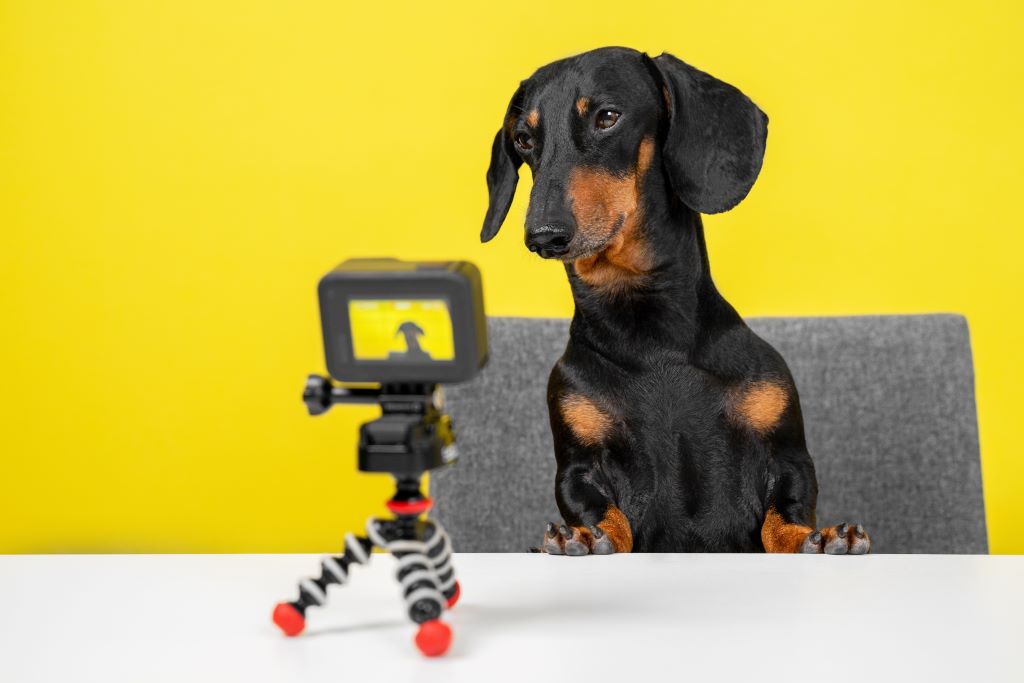 Na foto, em frente uma parede amarela, há um cão (salsicha) preto, em cima de uma cadeira. A sua frente tem uma câmera e ele está olhando para a câmera.