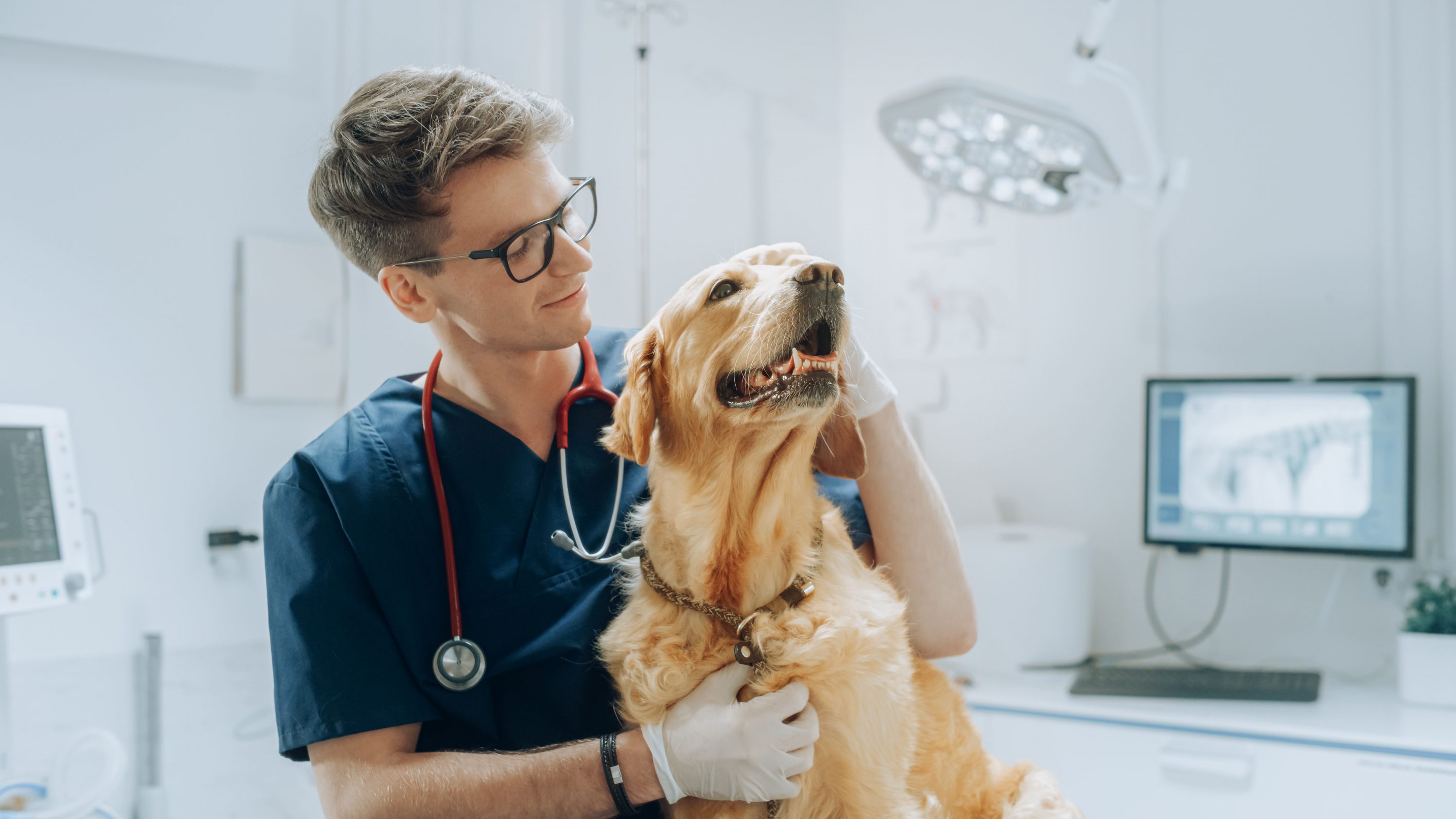 Na imagem, um veterinário com jaleco azul escuro e estetoscópio no pescoço, abraçando um cachorro da raça golden retriever.
