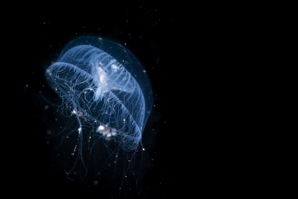 Na imagem uma água-viva bioluminescente, a espécie da mesma é a Aequorea victoria.