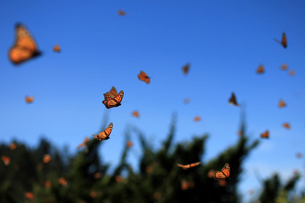 Na foto há algumas Borboletas-monarcas voando, ao fundo um céu azul. As borboletas são laranjadas e pretas.