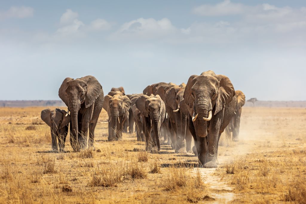 Na imagem, há uma manada de elefantes, existem pelo menos 10 deles, todos estão virados de frente para a câmera e caminhando em direção da mesma.