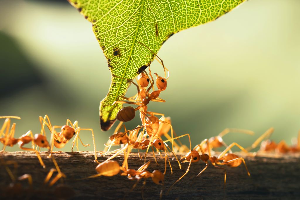 Na imagem, algumas formigas tentando subir em uma folha. A imagem está com Xoom, por isso as formigas parecem grandes.