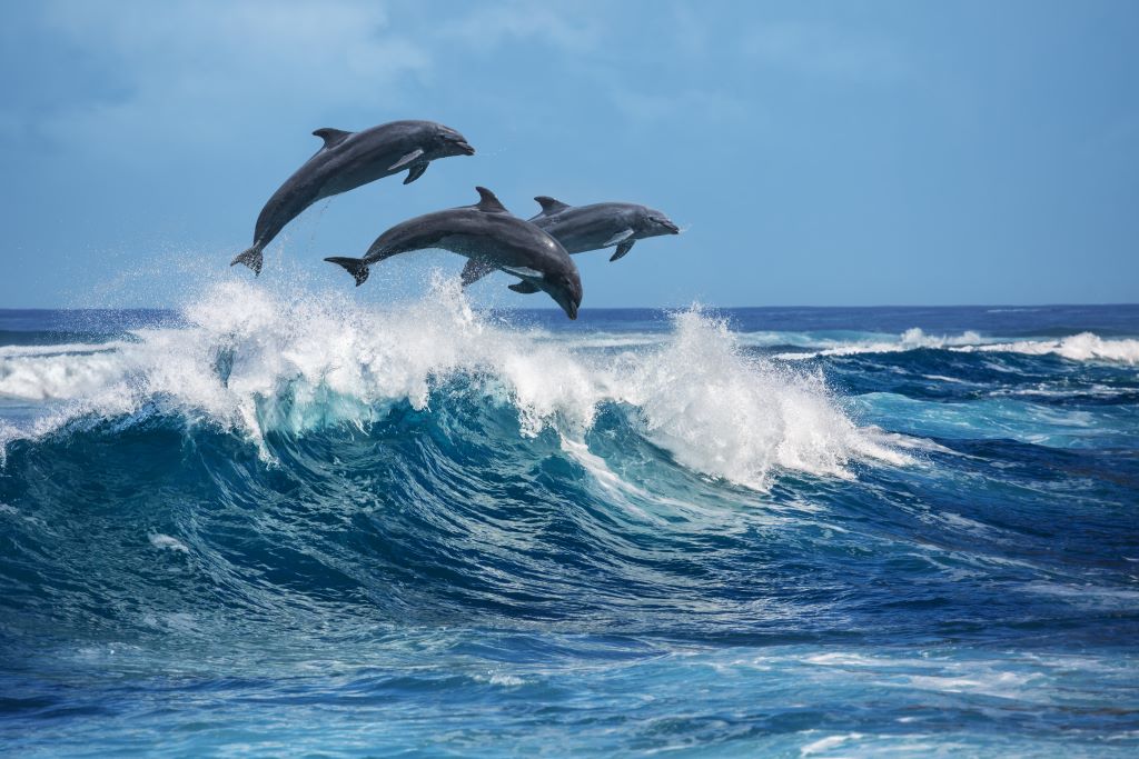 Na imagem, 3 golfinhos saltando para fora do mar por cima de uma onda.