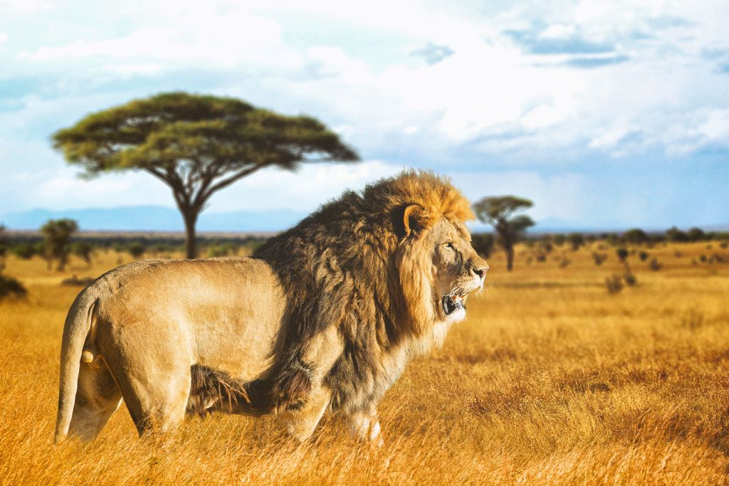 Na imagem, a foto de um leão em seu habitat natural, ele está andando e atrás dele há uma árvore.
