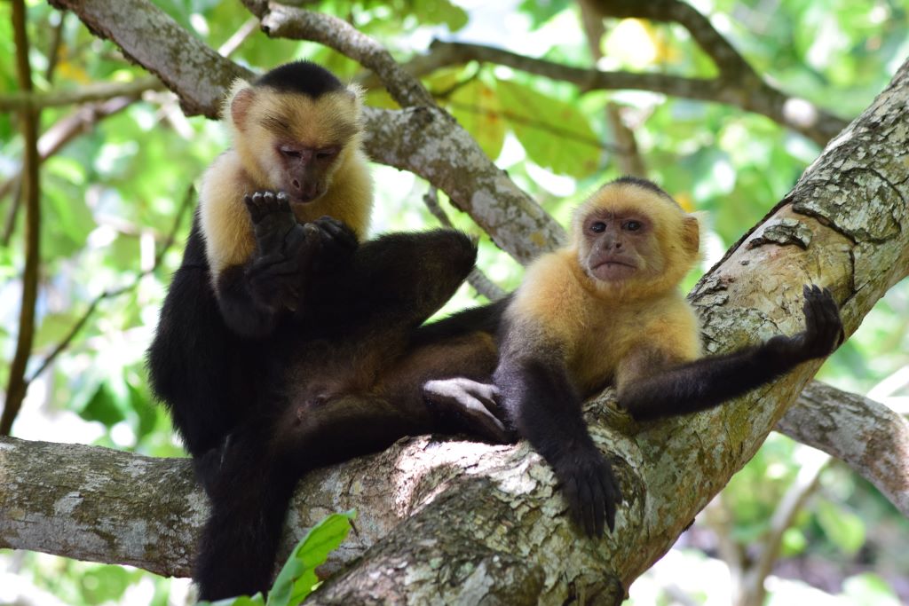 Na imagem, dois macaquinhos capuchinhos em cima de uma árvore. um deles está olhando suas próprias mãos e outro está olhando em direção a câmera. Ambos estão tranquilos em seu habitar.