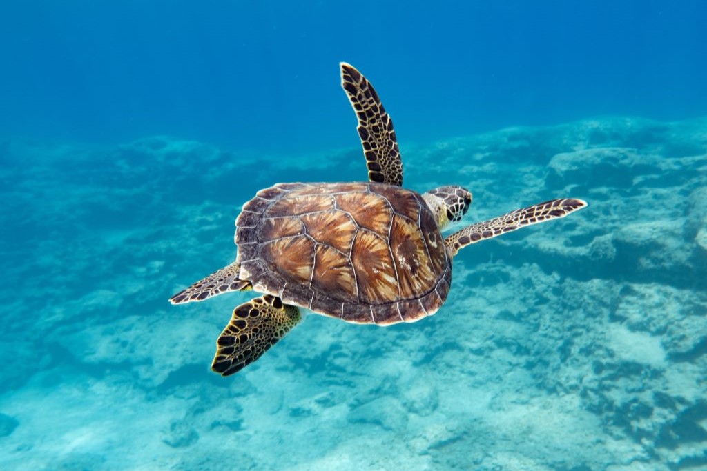 Na imagem, uma tartaruga marinha verde nadando em cima de corais.