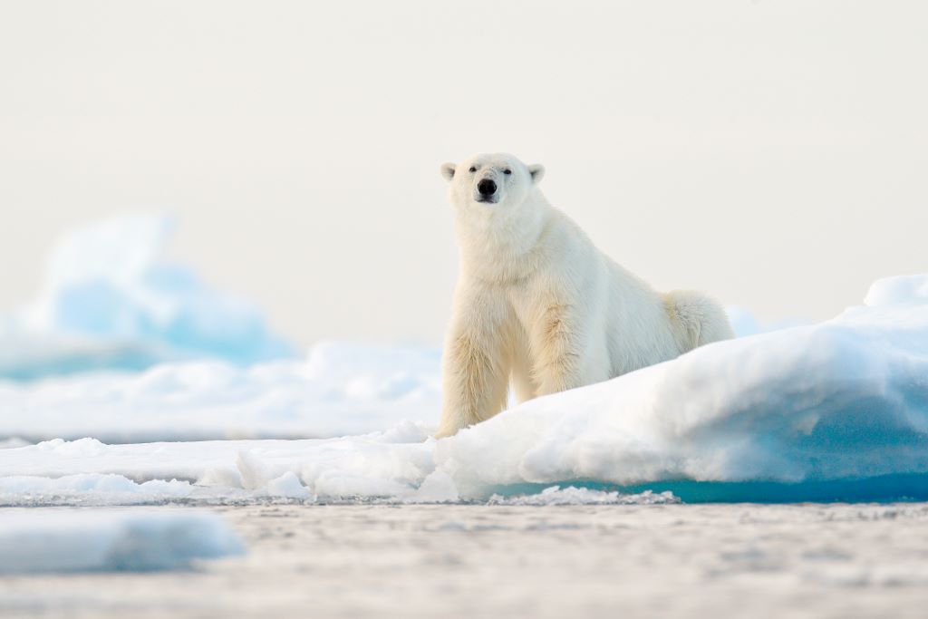 Na imagem, um urso polar em cima de uma calota de gelo, ele está olhando para a câmera.