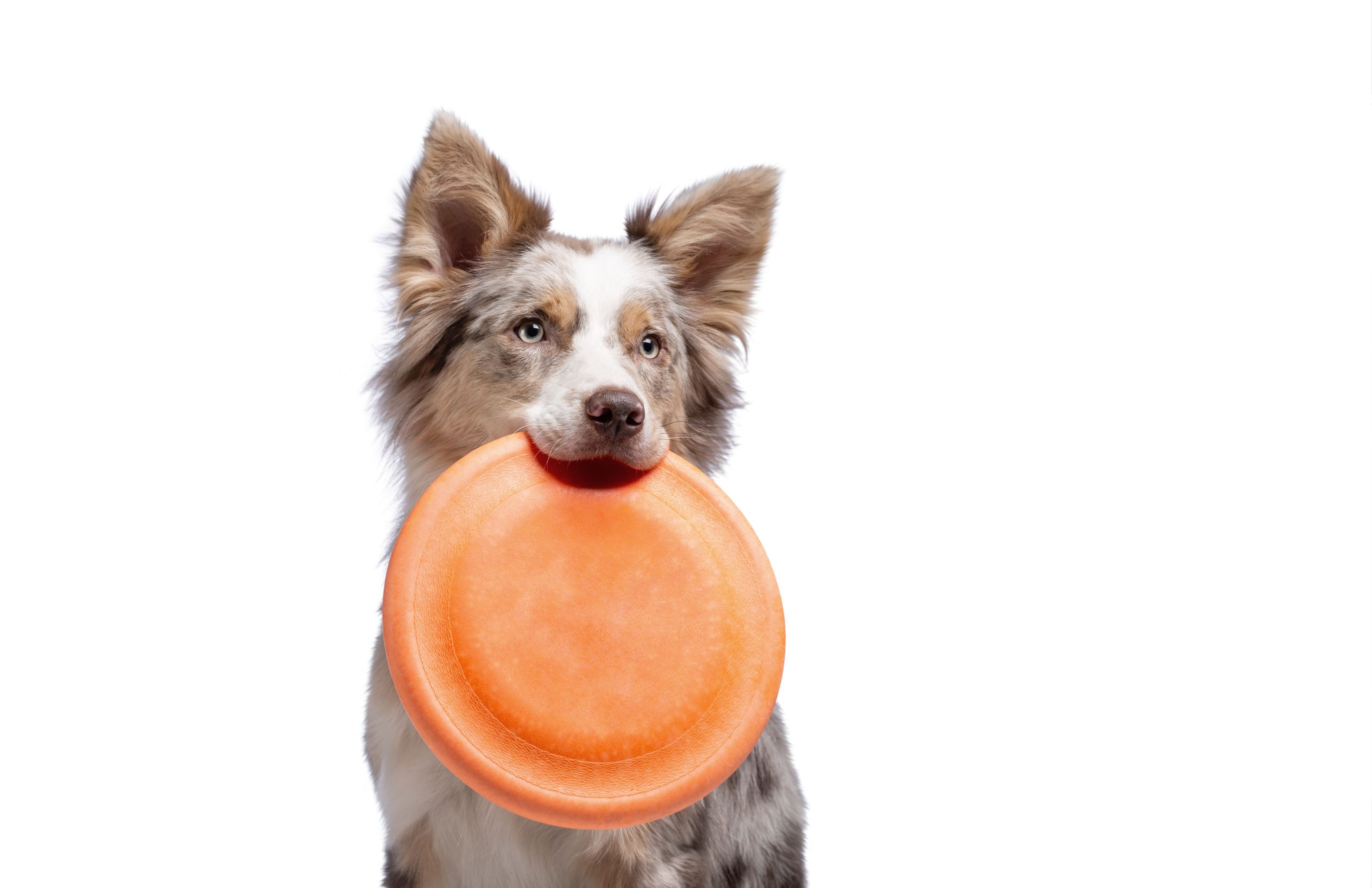 Um cachorro da raça border collie na cor branco e cinza segurando em sua boca um frisbe laranjado.