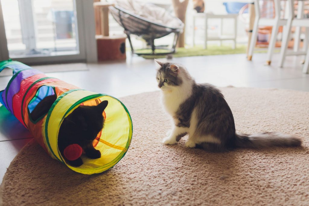 Na imagem, dois gatinhos brincando um preto e um cinza e branco, o preto está dentro de um túnel interativo colorido e o conza está para fora olhando para ele.