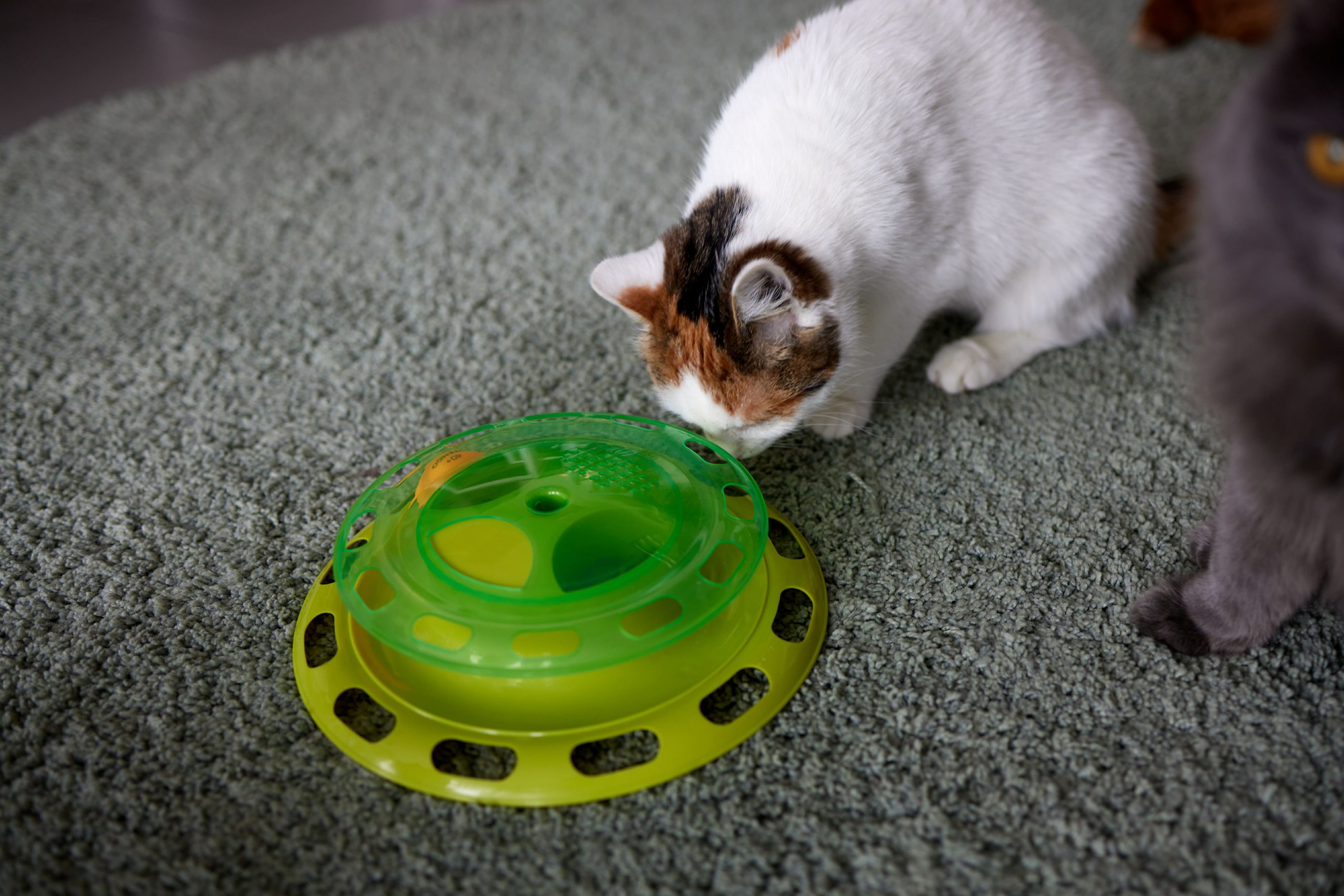 Um gatinho tricolor brincando com seu labirinto de bolinhas.