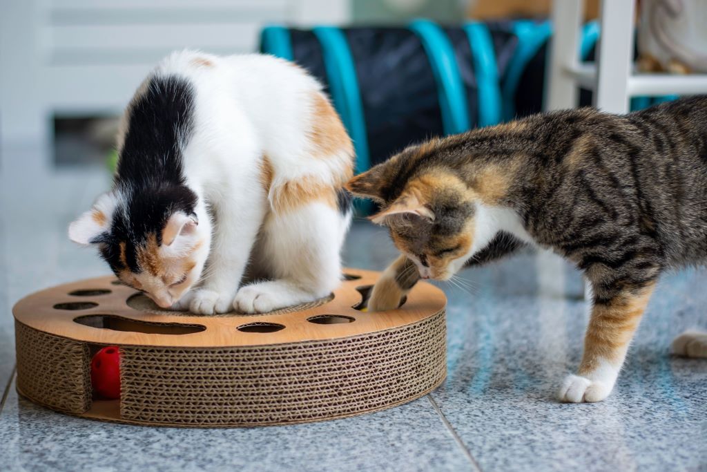 Na imagem, dois gatos brincando com um labirinto de bolinhas.