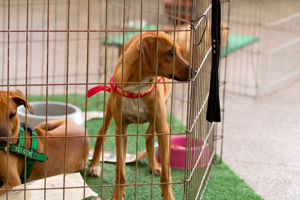 Na imagem, um cachorro caramelho SRD dentro de uma gaiola em uma feira de adolção de animais resgatados.