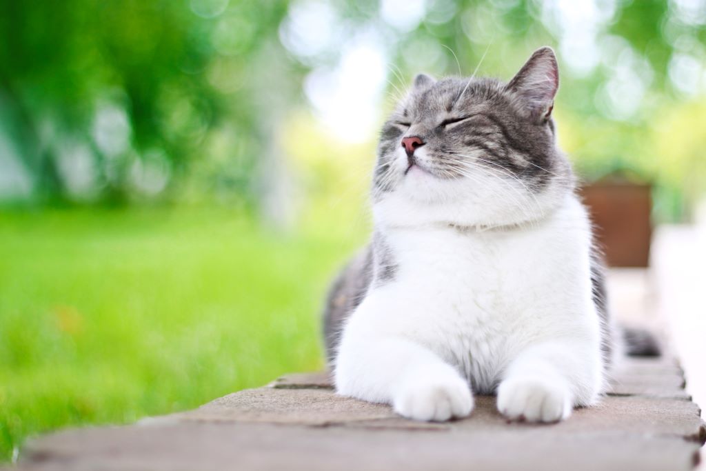 gato cinza e branco e um ambiente aberto de grama relaxado