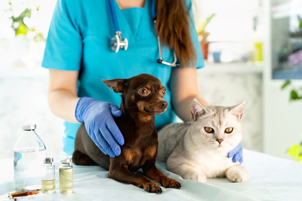 Na imagem, um cachorro marrom e um gato branco em cima da mesa do veterinário e ambos estão sendo segurados por uma veterinária.