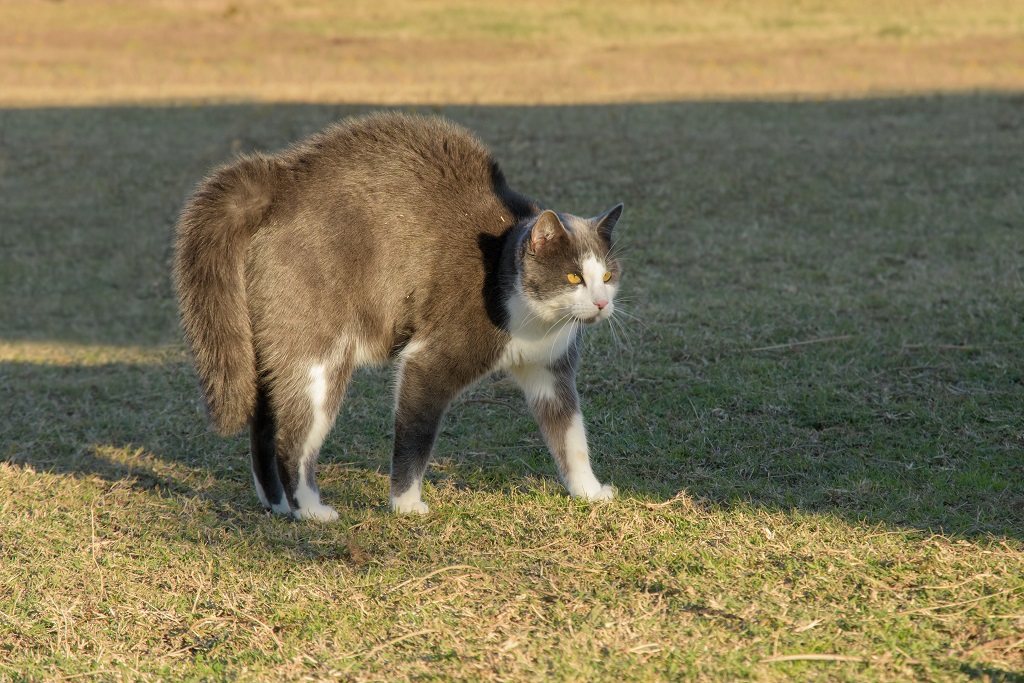 Na imagem, um gato cinza e branco eriçado na grama.