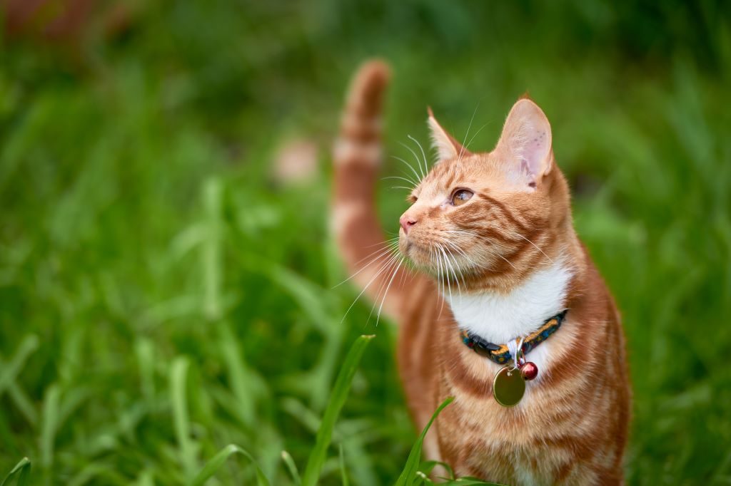Gato laranja na grama olhando para cima com uma coleira roxa.