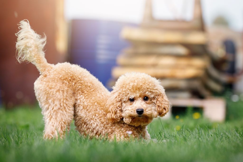 Na foto um cachorro da raça poodle está em posição de brincadeira, com a calda para cima em um gramado.