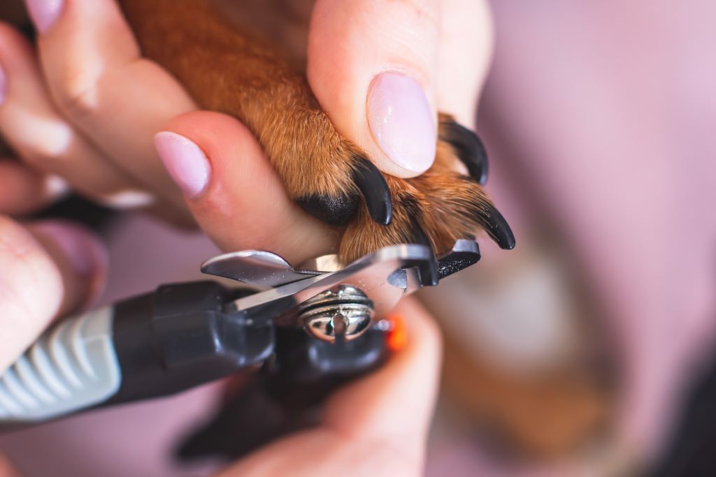 Na imagem, uma mão com unhas feitas, cortando a unha de um cachorro.