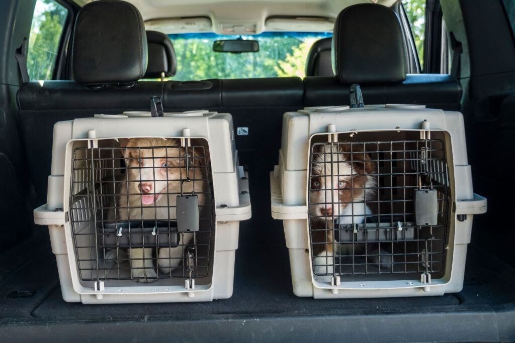 Na imagem, duas caixinhas de transporte de animais com dois cachorrinhos dentro, ambos estão olhando para frente e as caixinhas estão no porta malas de um carro que está aberto.